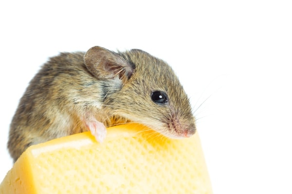 Фото домашней мыши